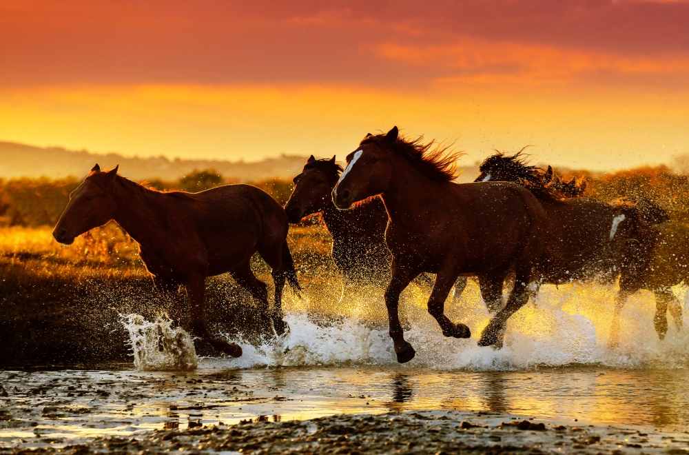 シラムレン草原