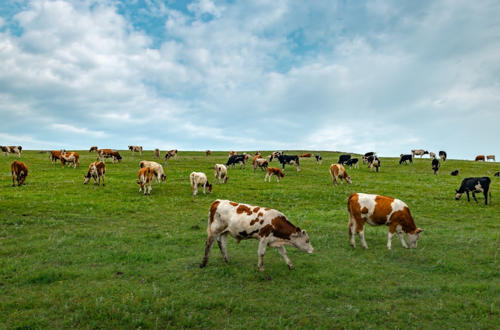 内モンゴル草原の旅